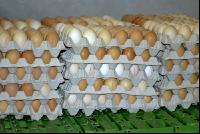 Eier Sortierung 12