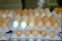 Eier Sortierung 13