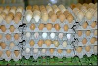 Eier Sortierung 14