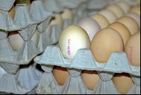 Eier Sortierung 15