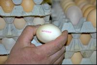 Eier Sortierung 16