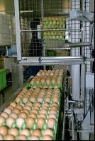 Eier Sortierung 17
