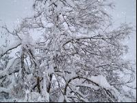 Schnee 7