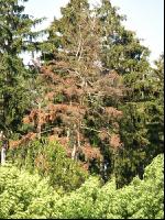 Baumsterben 2