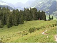 Bergwald 1