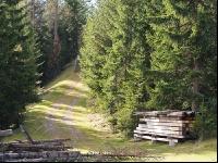 Bergwald 5
