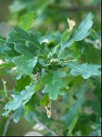 Eiche Blatt 6