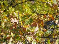 Eiche Blatt 4