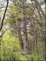 Mischwald 17