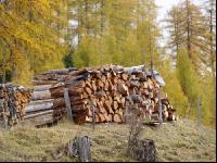 Bergwald 7
