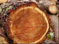 Lärche Holz
