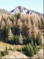 Bergwald 8