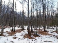 Erlenwald 2
