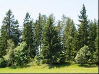 Waldrand 2