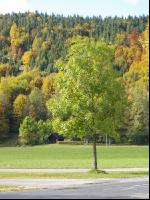 Mischwald 15