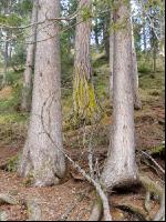 Bergwald 9