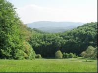 Waldrand 3