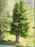 Zirbe 3