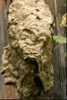 Hornissennest 4