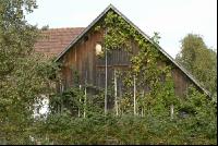 Hornissennest 2