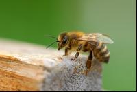 Biene vor Flugloch 5