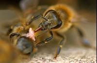 Biene vor Flugloch 6