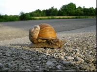 Weinbergschnecke 1