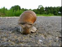 Weinbergschnecke 2