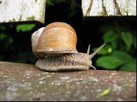 Weinbergschnecke 3
