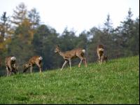 Rehe Herbst