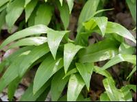 ramsons 8
