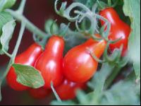 Cocktailtomate rot