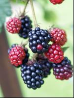 Brombeeren 2
