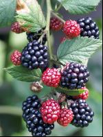 Brombeeren 3