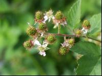 Brombeere Blüte 6