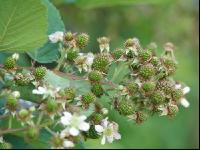 Brombeere Blüte 5