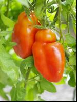 Eiertomate