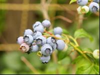 Kulturheidelbeeren 2