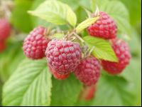Himbeeren 8