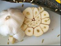 Knoblauchhälfte 2