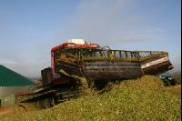 Maissilage J 7