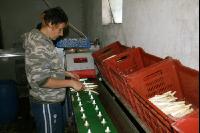 Spargel sortieren J 5