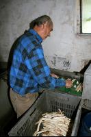 Spargel sortieren J 3