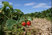 Erdbeeren pflücken J 7