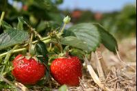 Erdbeeren pflücken J 6
