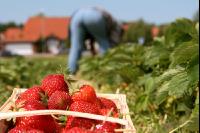 Erdbeeren pflücken J 4