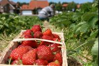 Erdbeeren pflücken J 3