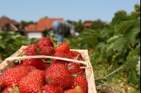 Erdbeeren pflücken J 2