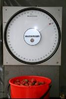 Erdbeeren pflücken J 1
