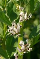 Ackerbohne Blüte 4